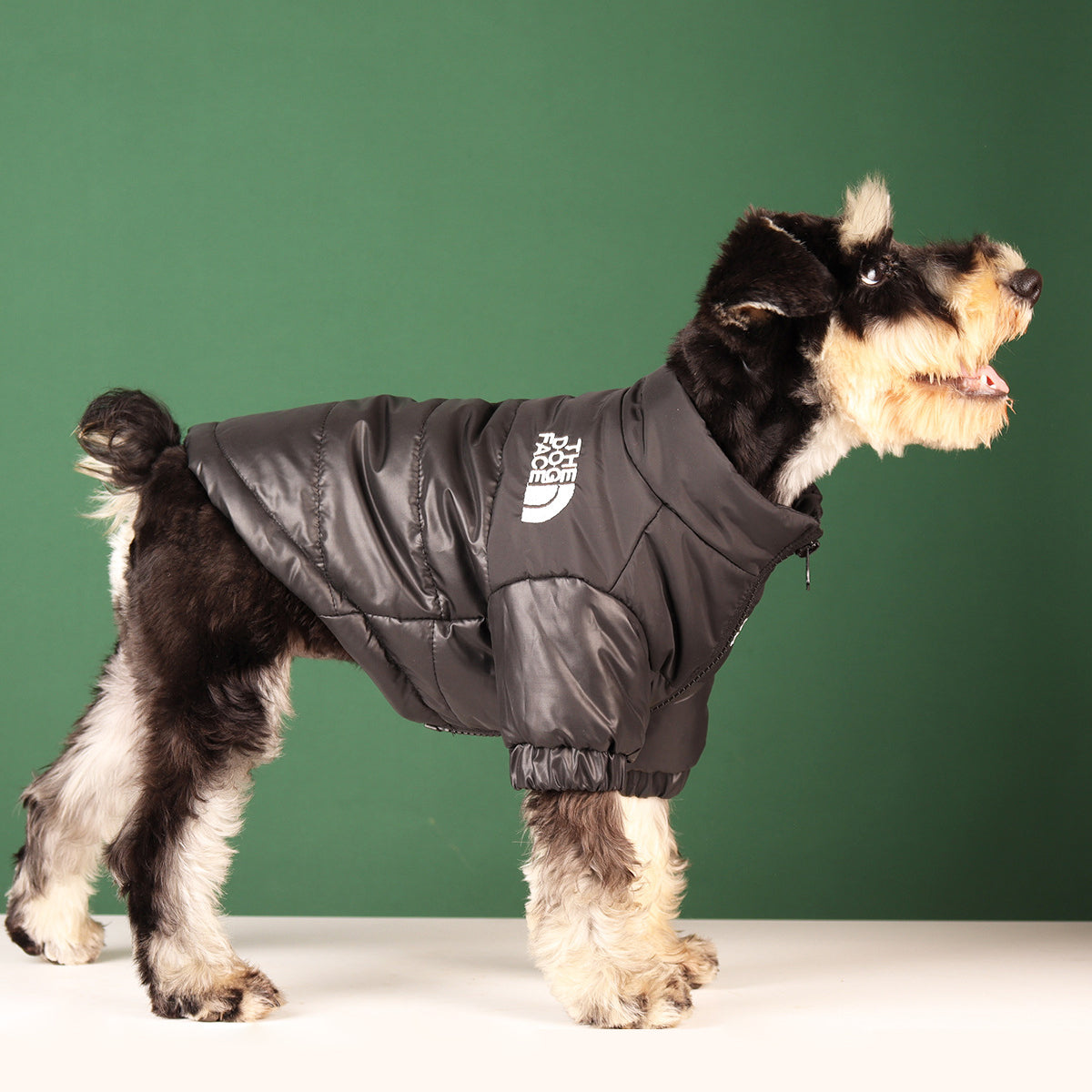 Side view of a Schnauzer wearing black dog coats, showing the full length coverage and adjustable chest strap.