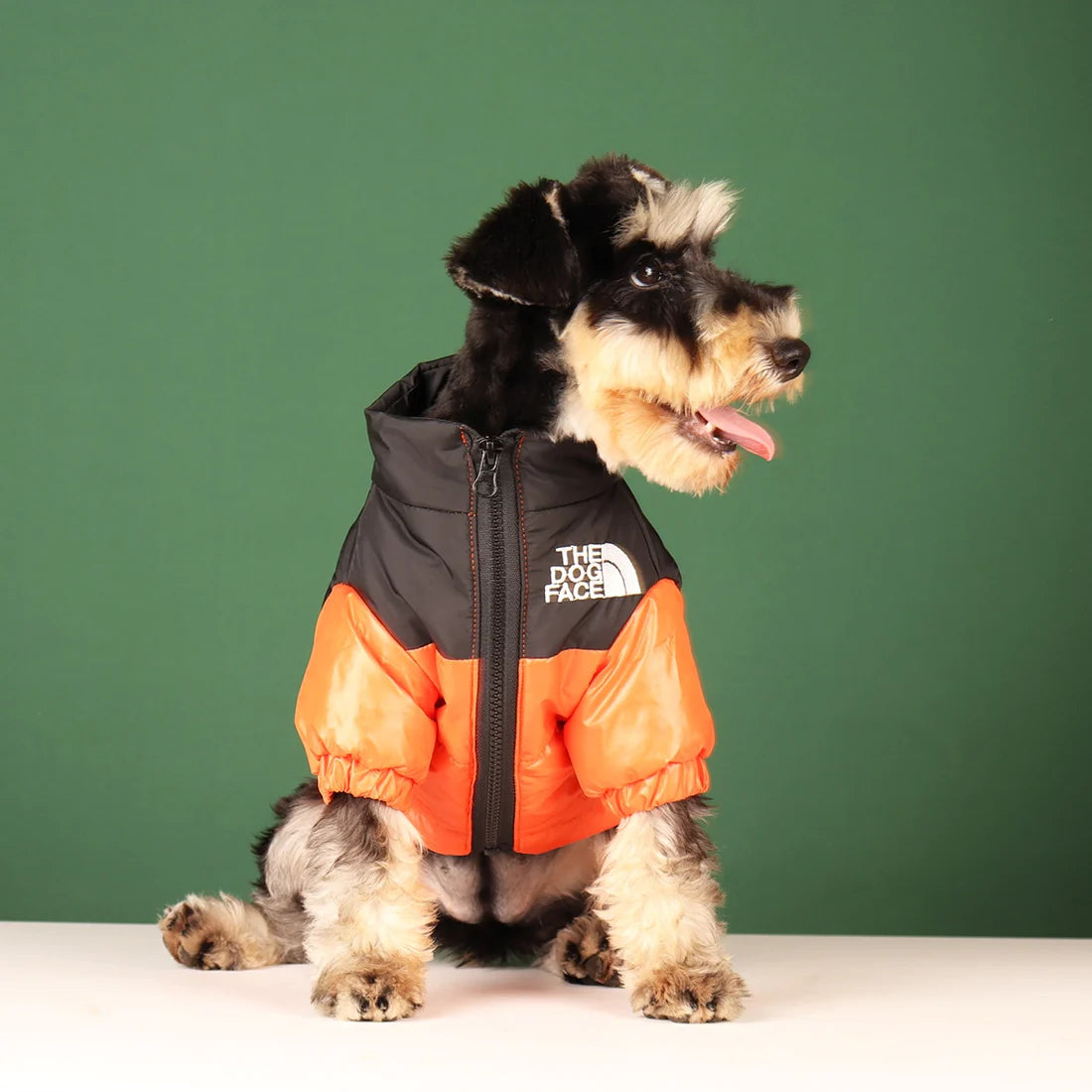Schnauzer dog with jacket in orange, showing a secure fit and full body coverage for cold weather.