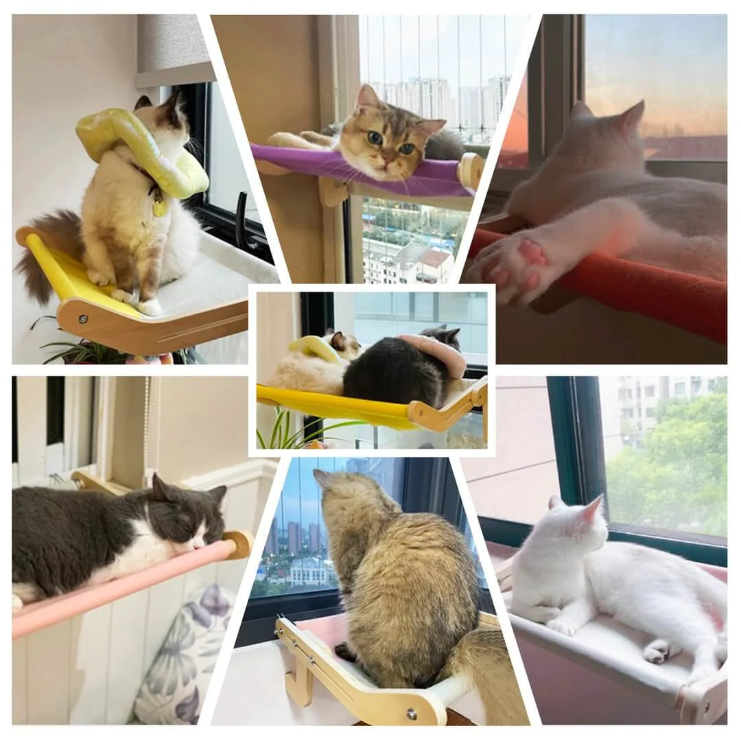 Collage of different cats enjoying their kitty hammock in various sunny spots.