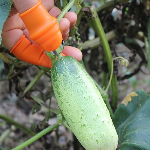 Thumb knife in gardening use, harvesting beans directly from the plant with a single thumb motion.